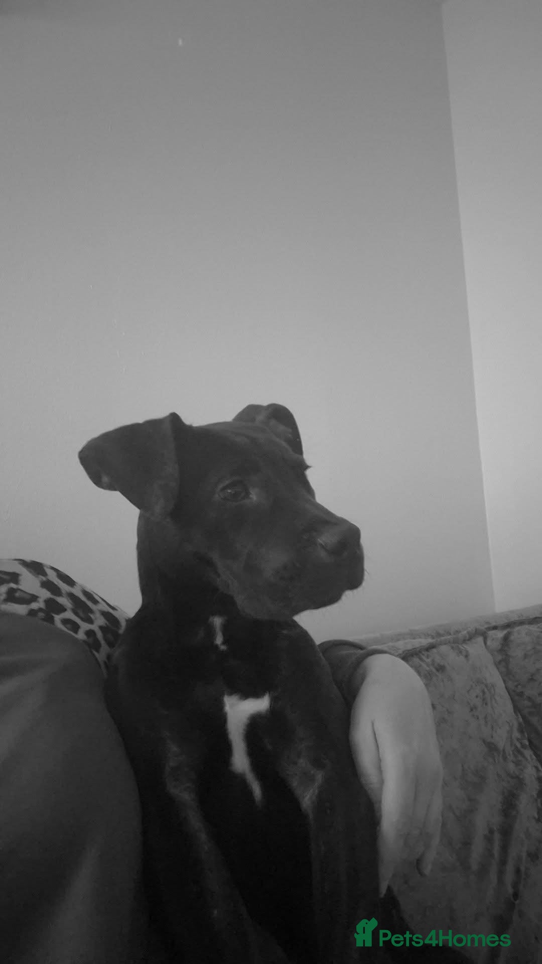 Staffordshire Bull Terrier dogs Male Staffordshire bull terrier  - Advert 1
