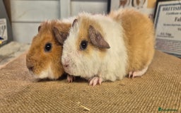 Guinea Pig rodents for sale: Baby male teddy guinea pigs ready September 1st - Image 6