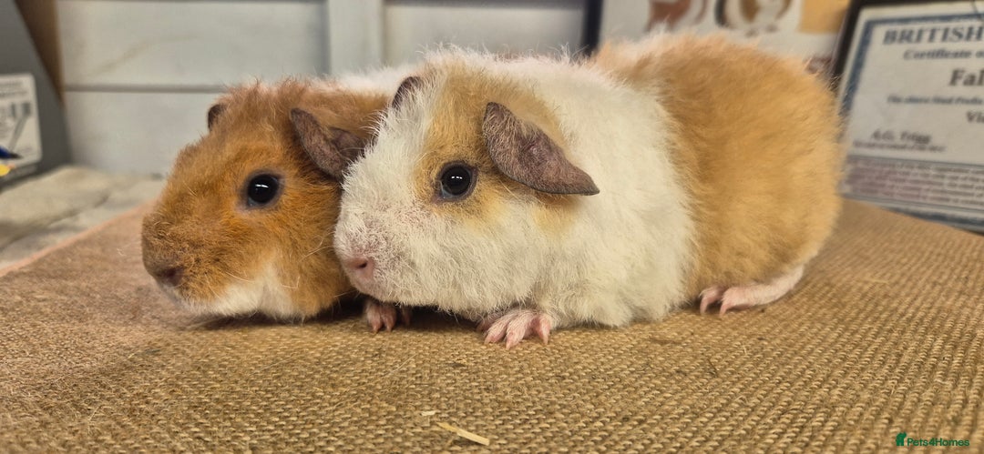 Guinea Pig rodents for sale: Baby male teddy guinea pigs ready September 1st - Image 6