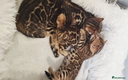 Bengal cats for sale: Pedigree,  TICA, loving, luxurious bengals - Advert 7