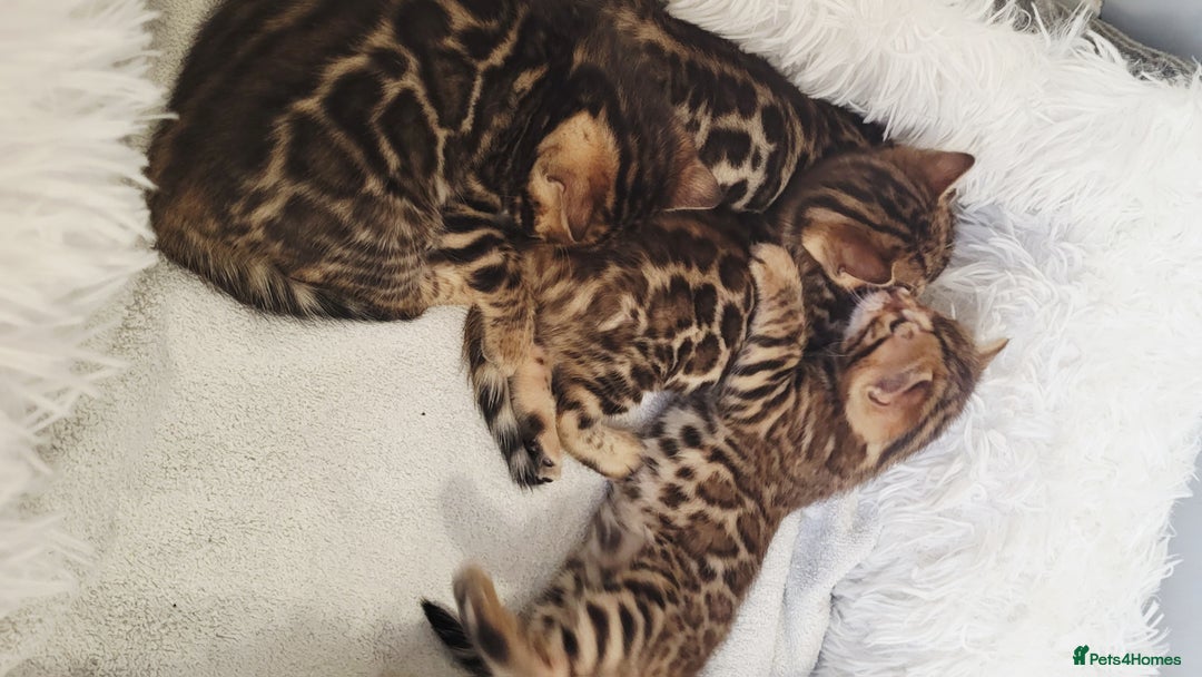 Bengal cats for sale: Pedigree,  TICA, loving, luxurious bengals - Advert 7