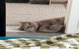 British Shorthair cats for sale: Adult British Shorthair for Sale - Image 11