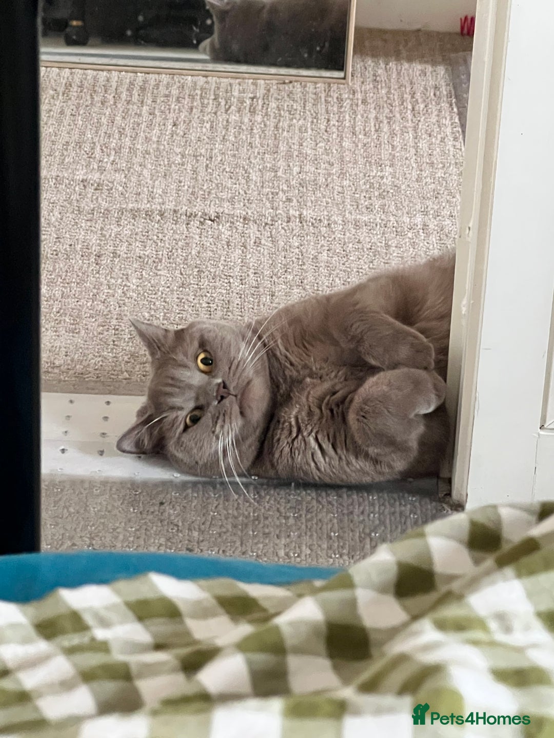British Shorthair cats for sale: Adult British Shorthair for Sale - Image 11