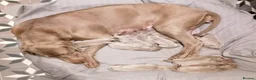 Weimaraner dogs for sale: Stunning pedigree pups-London, due on 24 July - Advert 5