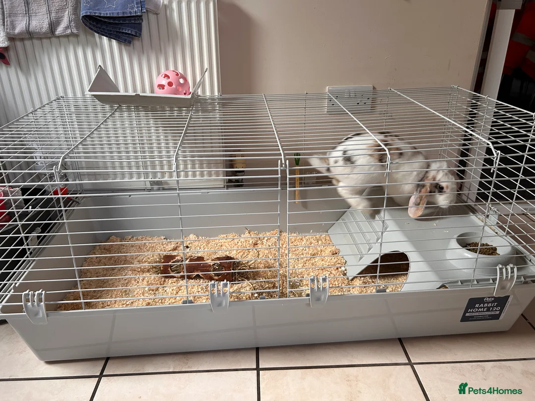 English rabbits for sale: Beautiful rabbit for sale  - Advert 3