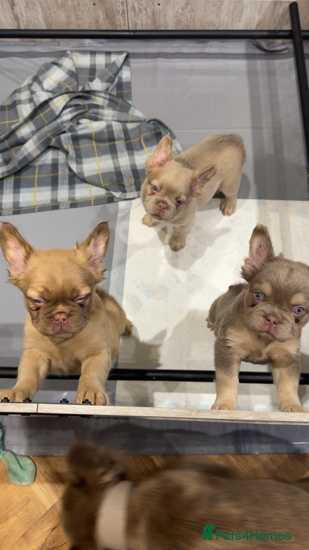 French Bulldog dogs for sale: Fluffy frenchbulldogs for sale  - Advert 3