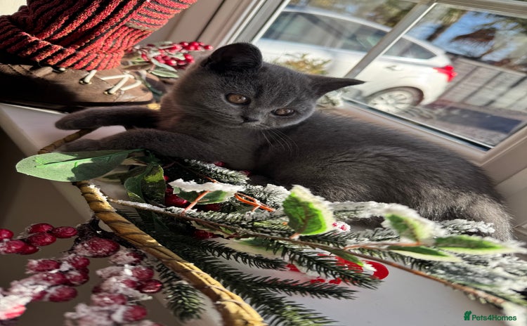 British Shorthair cats GCCF Registered British Shorthair kittens  - Advert 4