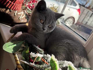 British Shorthair cats GCCF Registered British Shorthair kittens - Advert 18