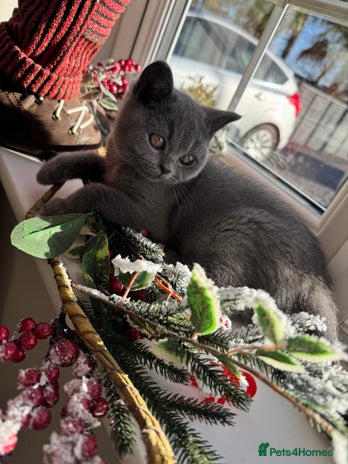 British Shorthair cats GCCF Registered British Shorthair kittens - Advert 4