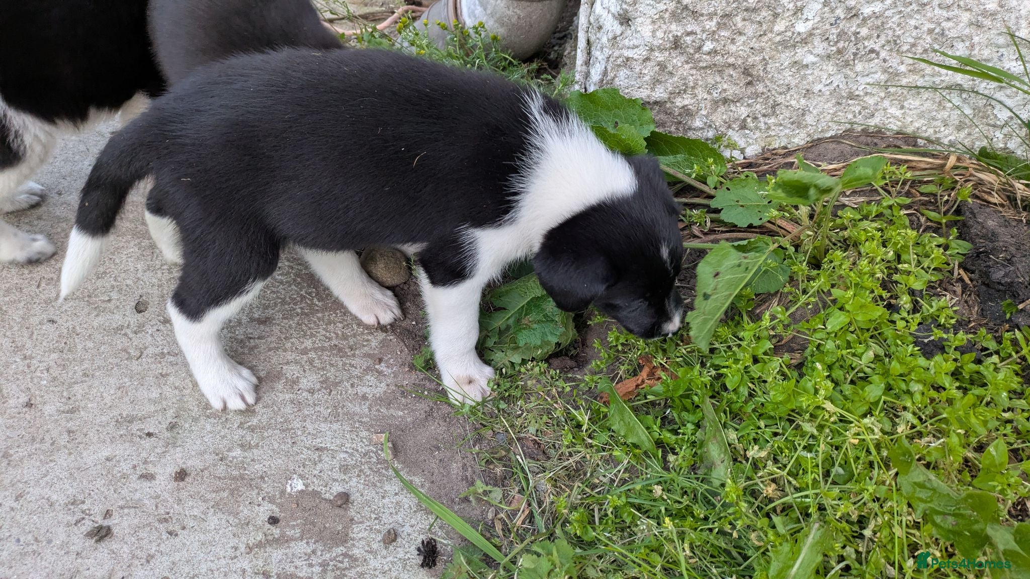 Border Collie dogs Collie pups from working strain - Advert 1