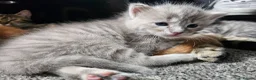 Mixed Breed cats for sale: Beautiful tabby cross kittens for sale  - Advert 7