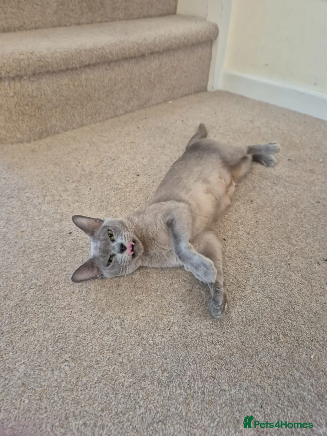 Burmese cats for sale: Gorgeous Blue Male Burmese Kitten - Advert 12