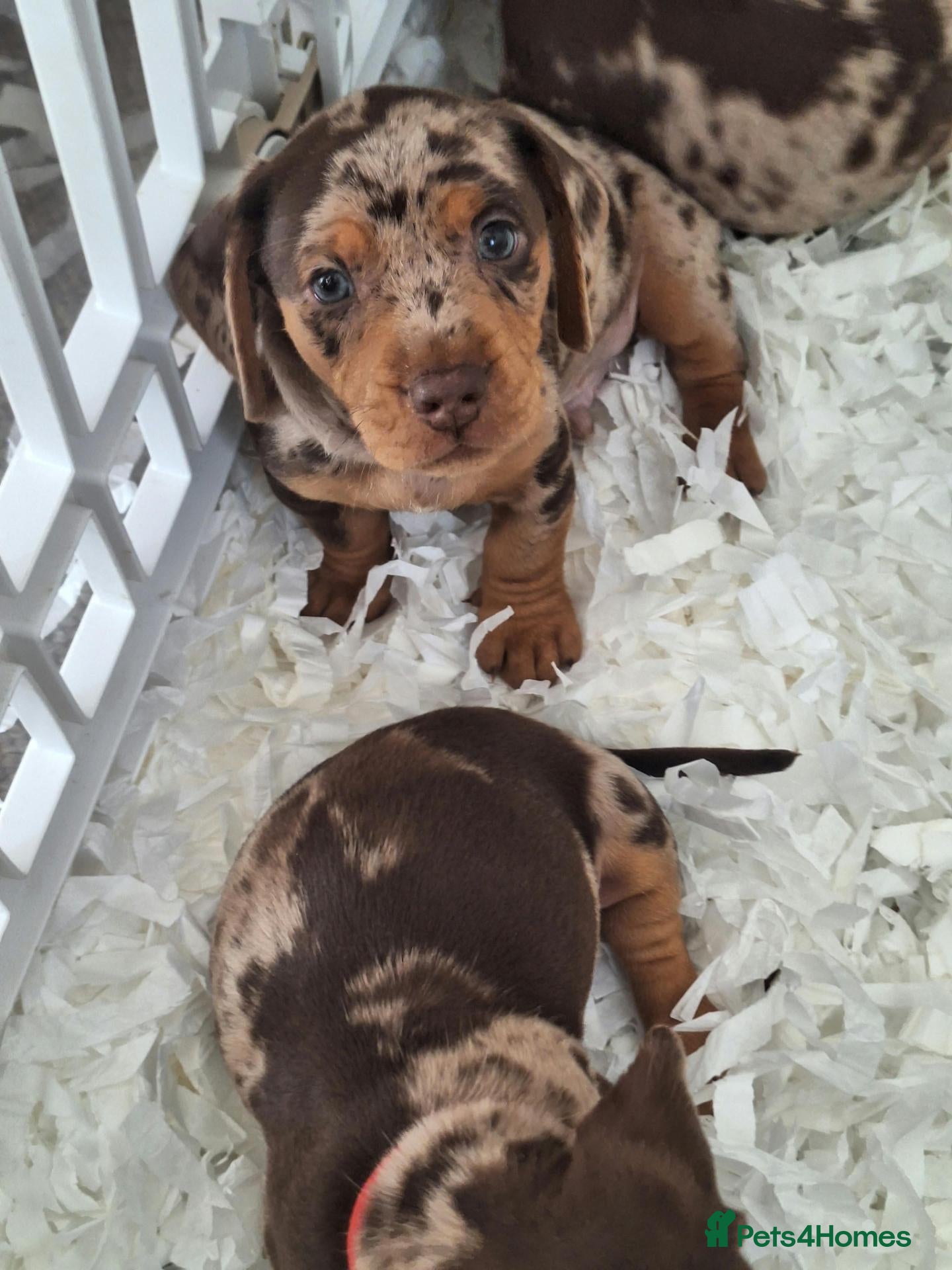 Dachshund dogs Beautiful dapple Dachshund 2 boys left - Advert 9