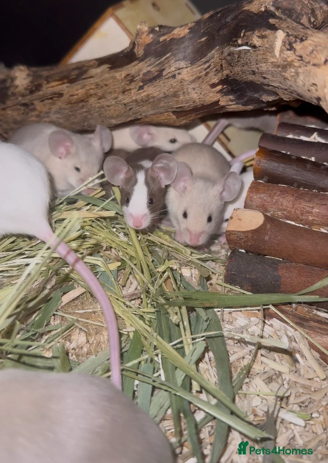 Mouse rodents for sale: Fancy Mice - Advert 1