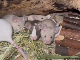 Mouse rodents Fancy Mice - Advert 4