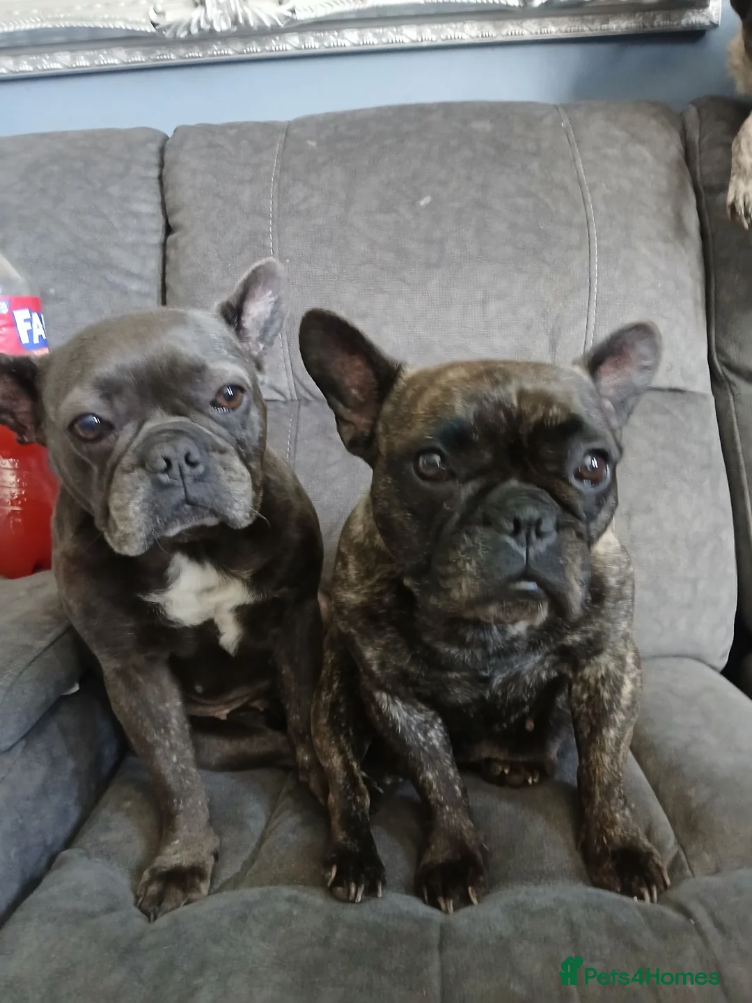 French Bulldog dogs for adoption: Pollyanna  ( Brindle )  - Advert 2