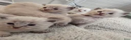 Ragdoll cats for sale: 7 beautiful ragdoll kittens  - Advert 2