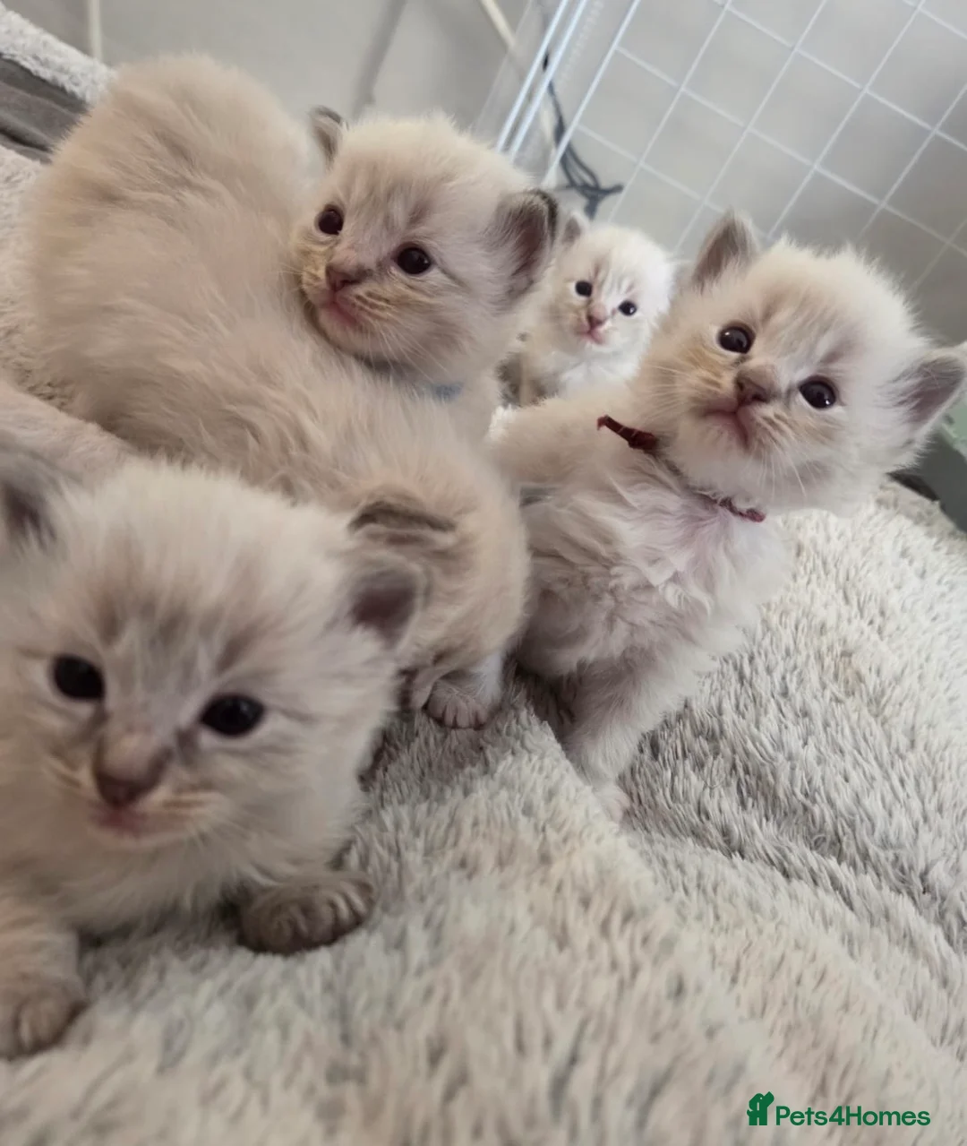 Ragdoll cats for sale: 7 beautiful ragdoll kittens  - Advert 2