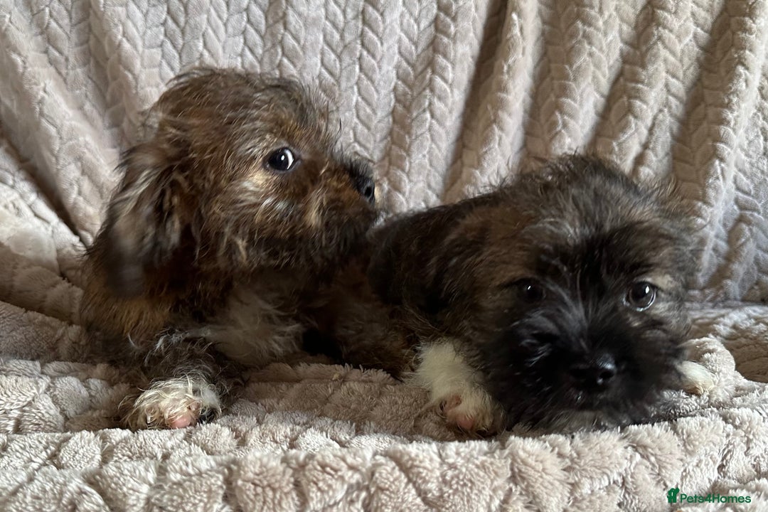 Mixed Breed dogs for sale: 2 absolutely gorgeous Shih tzu x Jack Russell  - Image 3