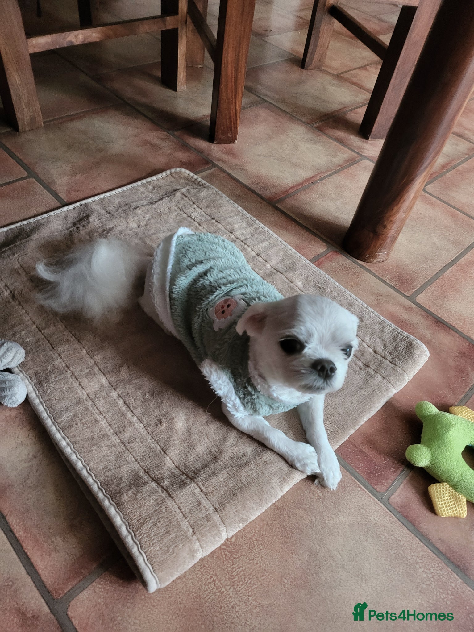 Bichon Frise dogs for sale: Korean Bison very small boy. - Advert 11
