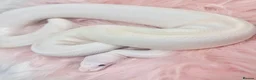 Python Snake reptiles for sale: Stunning white Royal Ball Python female  - Advert 9