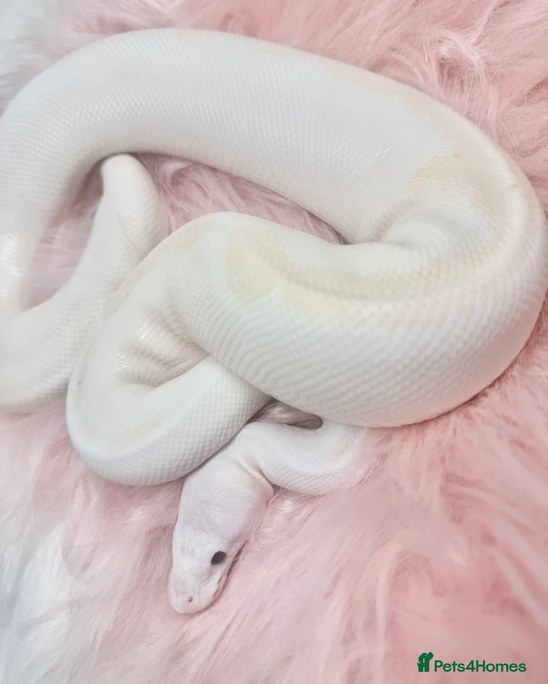 Python Snake reptiles for sale: Stunning white Royal Ball Python female  - Advert 9