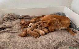 Cocker Spaniel dogs for sale: 🐾⭐️Exceptional ShowType Cocker Spaniel Puppys🐾⭐️ - Image 3