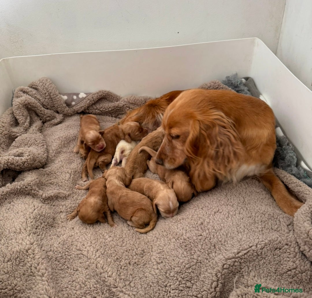 Cocker Spaniel dogs for sale: 🐾⭐️Exceptional ShowType Cocker Spaniel Puppys🐾⭐️ - Image 3