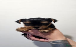 Yorkshire Terrier dogs for sale: 1 Male , Miniature Yorkshire  in Manchester - Image 4
