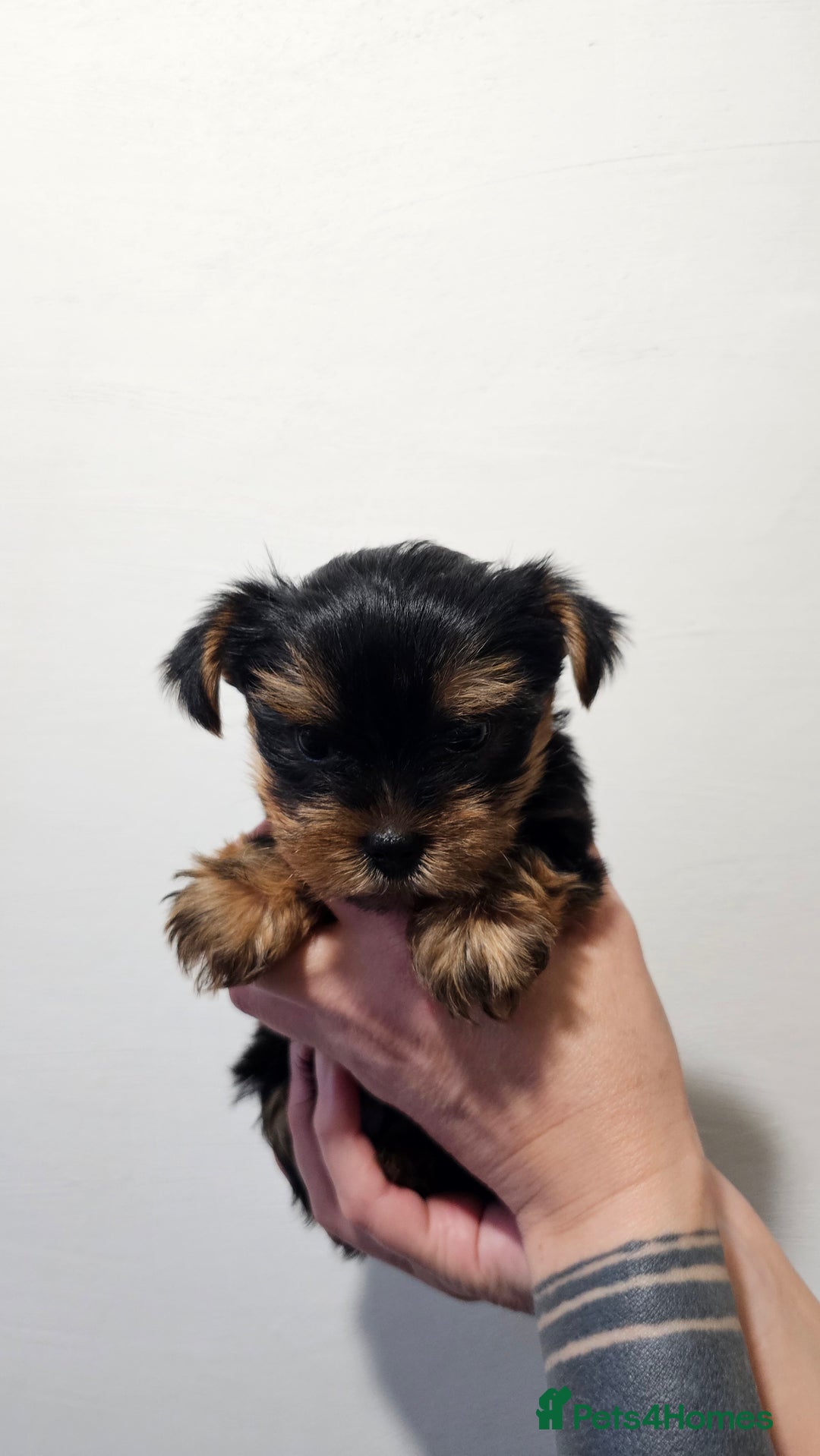 Yorkshire Terrier dogs for sale: 1 Male , Miniature Yorkshire  in Manchester - Image 4