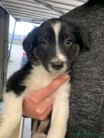 Discount border collie white and tan Free Shipping