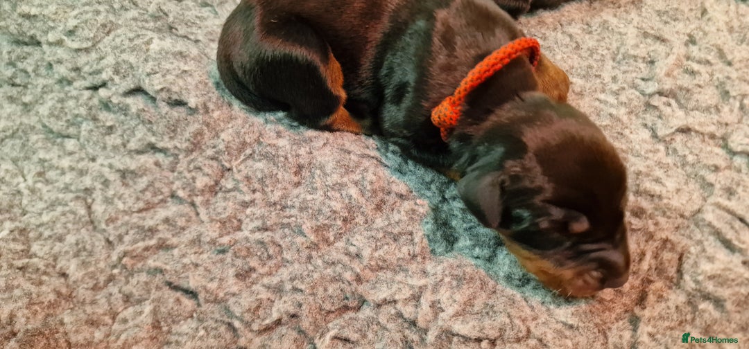 Dobermann dogs for sale: Top line doberman puppies - Image 21