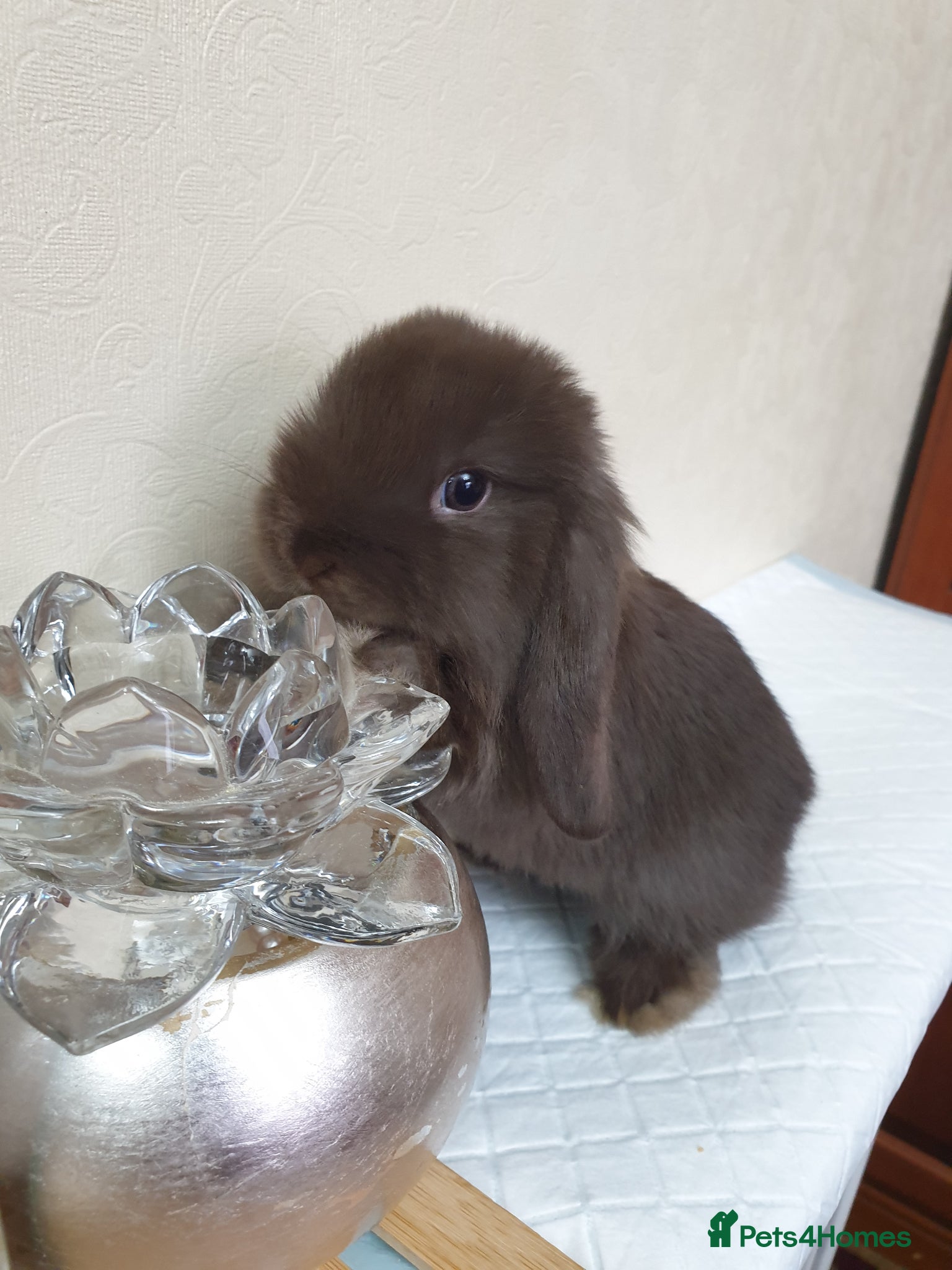 Mini Lop rabbits Mini lop bunny rabbit - Advert 5
