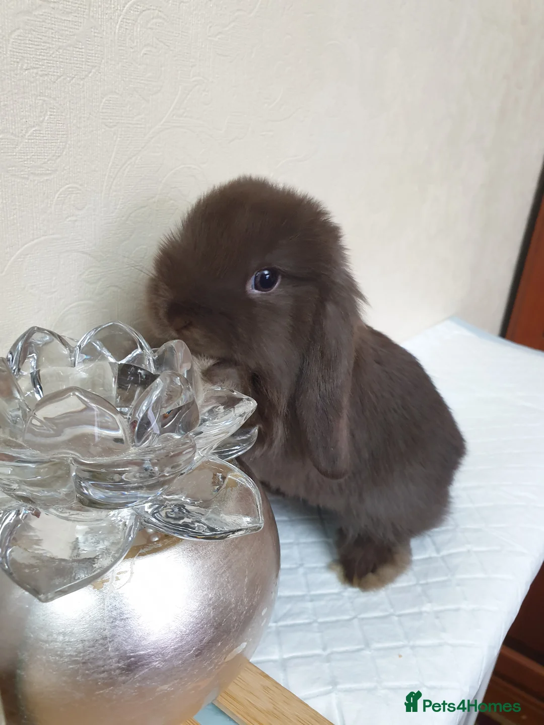 Mini Lop rabbits for sale: Mini lop bunny rabbit - Advert 1