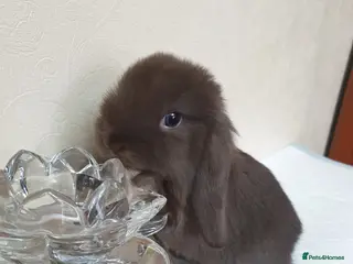 Mini Lop rabbits Mini lop bunny rabbit - Advert 5