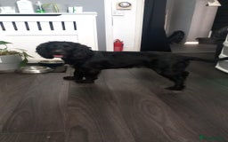 Cockapoo dogs for sale: F1 cockerpoo waiting list  - Image 8