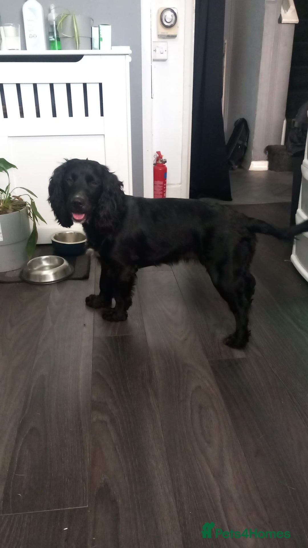 Cockapoo dogs for sale: F1 cockerpoo waiting list  - Image 8