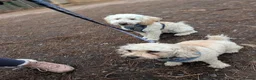 Sproodle dogs for sale: 1 year old Male sproodle for sale - Advert 4