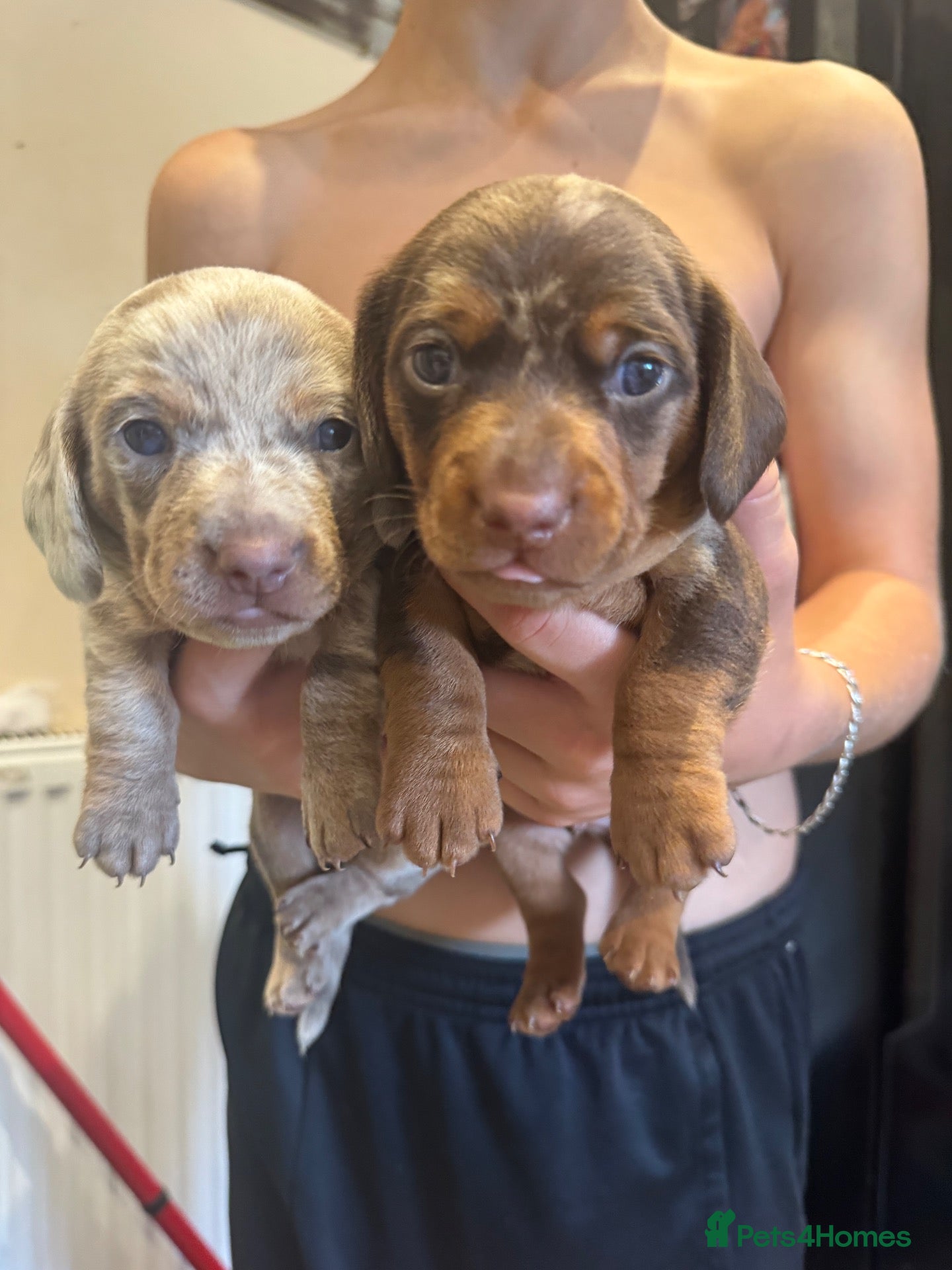 Miniature Dachshund dogs 2 beautiful boys 💙💙 - Advert 5