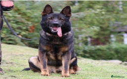 German Shepherd dogs for sale: 15 week old female German Sheppard  - Image 4