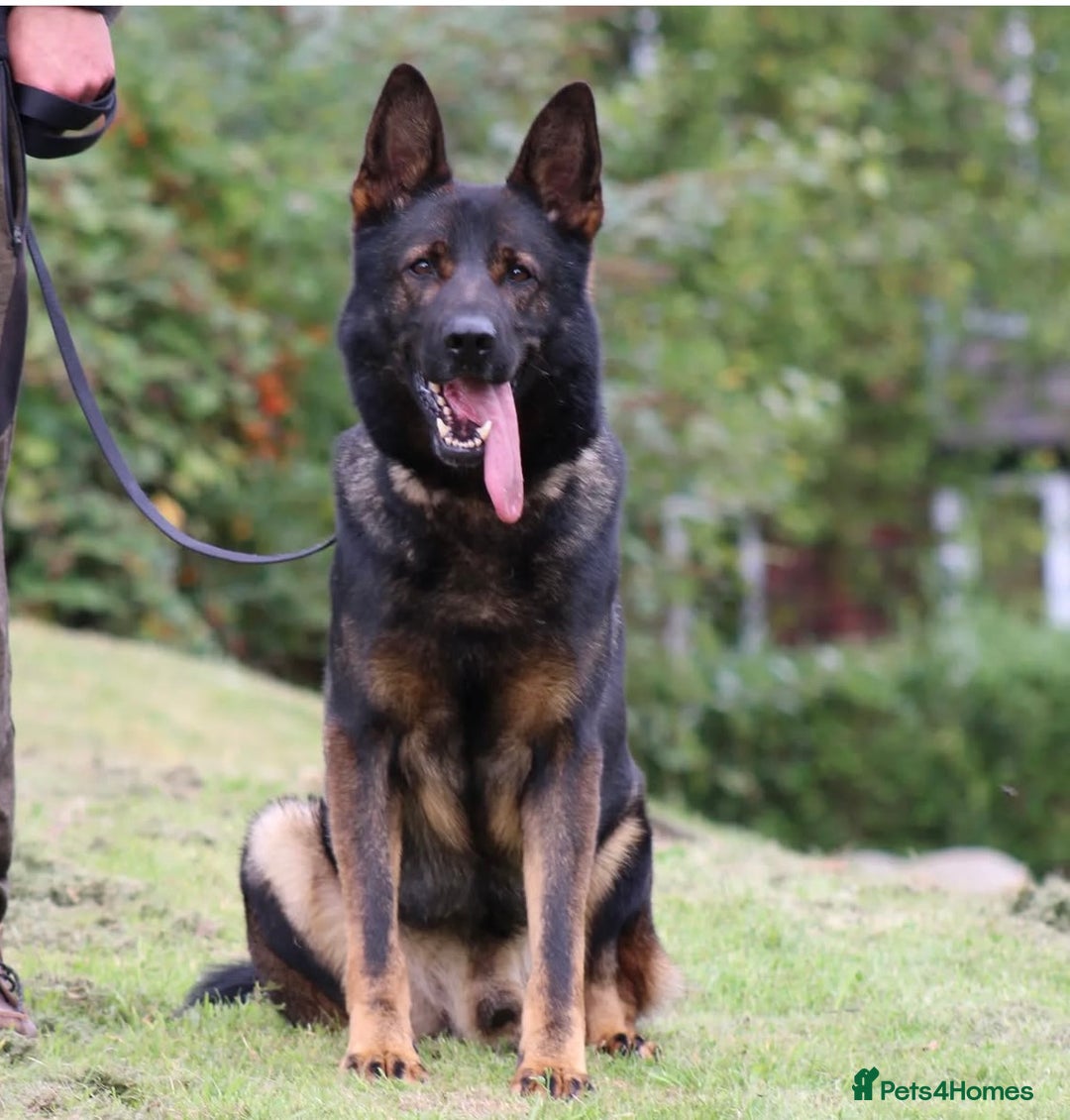 German Shepherd dogs for sale: 15 week old female German Sheppard  - Image 4