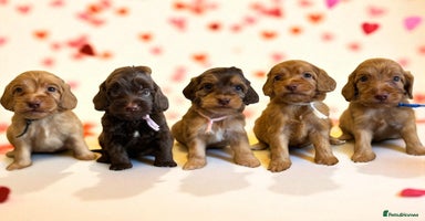 Cockapoo dogs - Advert 6