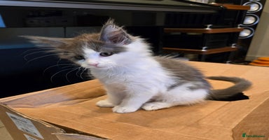 Maine Coon cats - Advert 11