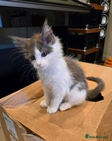 Maine Coon cats - Advert 11