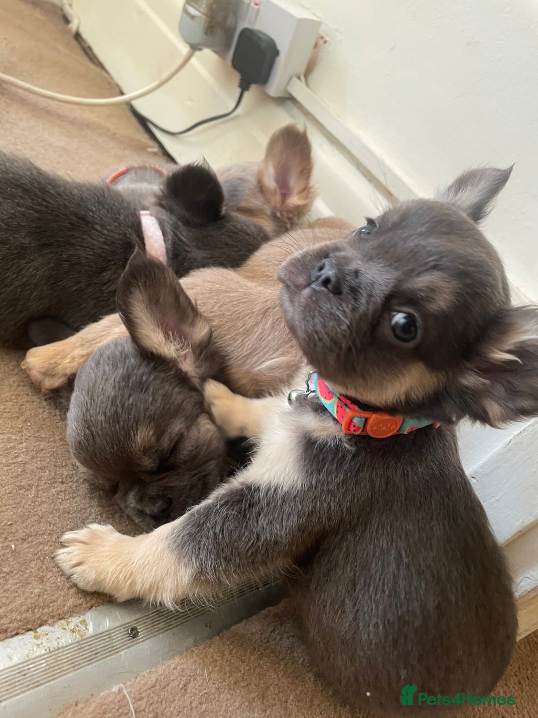 French Bulldog dogs for sale: Visual Fluffy Compact French Bulldogs 🩷🐶🐾 - Advert 6