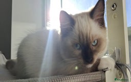 Ragdoll cats for sale: LAST ONE - female seal point mitted Ragdoll kitten - Image 14