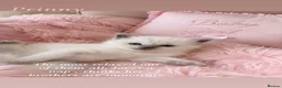 Ragdoll cats for sale: Beautiful Pedigree Ragdoll Kittens  - Advert 25