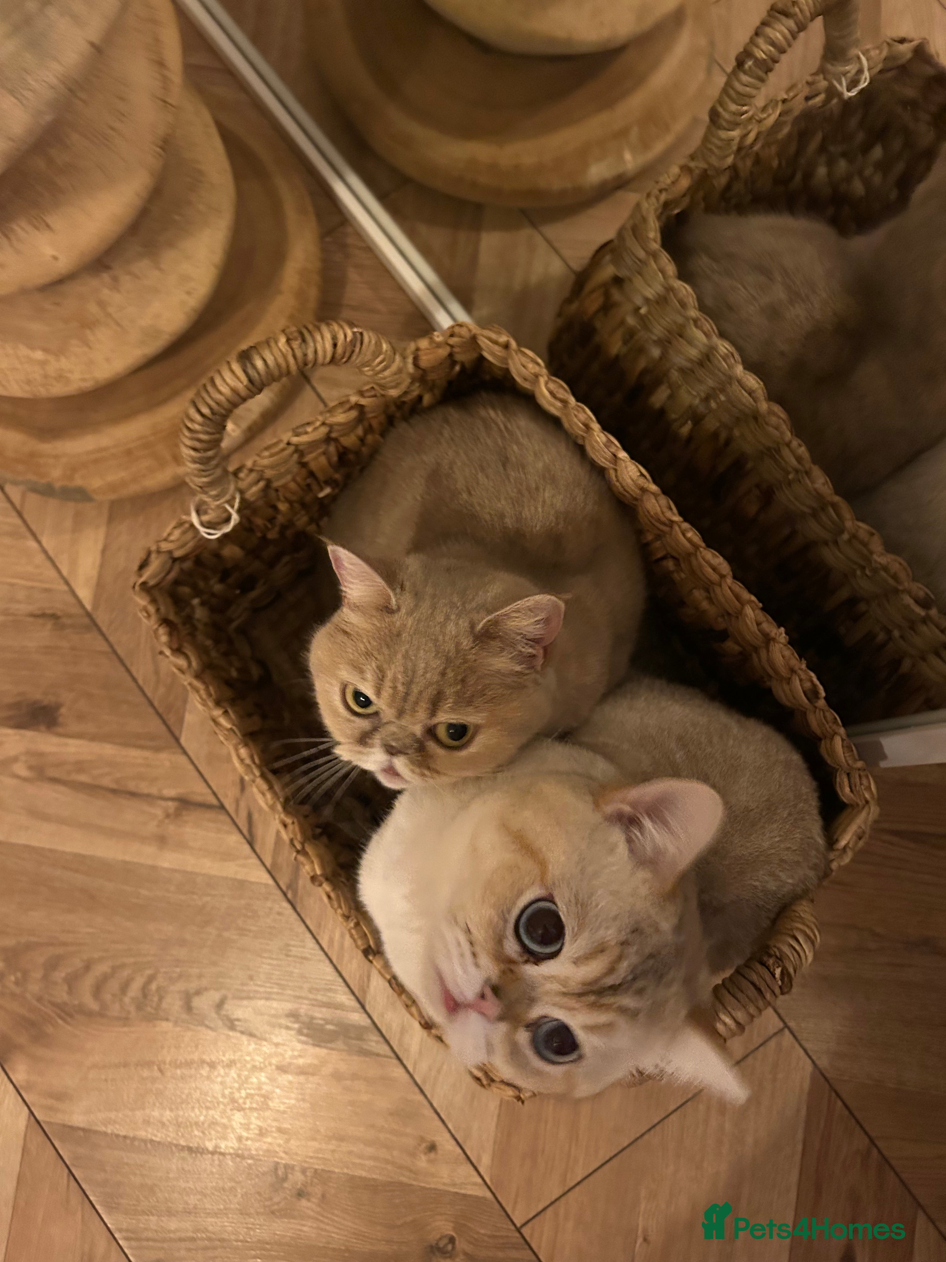 British Shorthair cats Duo of love  - Advert 3