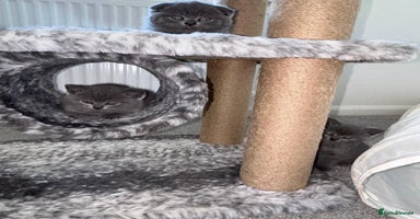 Scottish Fold cats - Advert 2