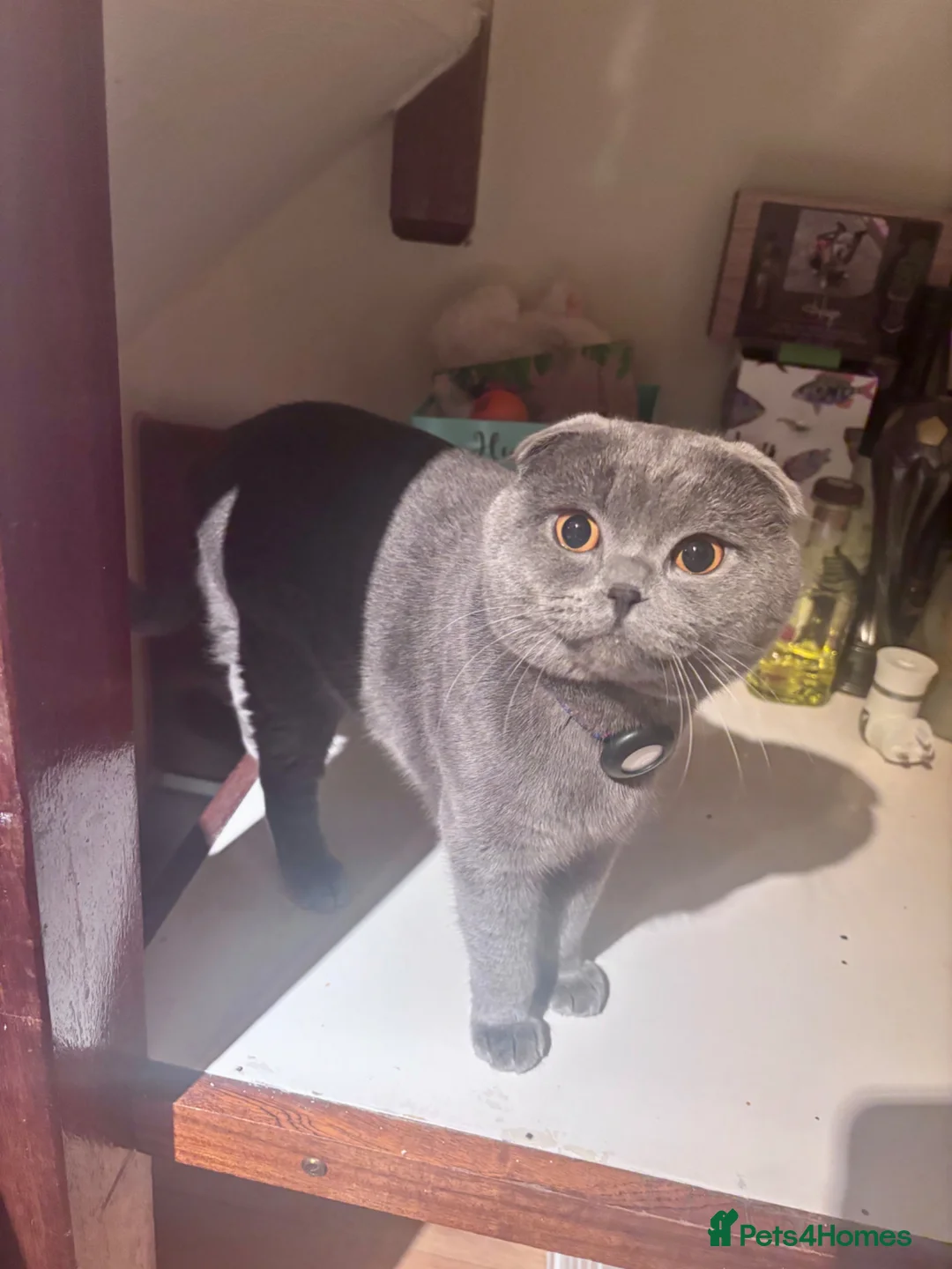Scottish Fold cats for stud: Blue Scottish fold available for stud  - Advert 2